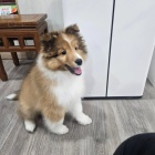 TATA SHELTIIE