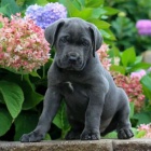 tata italskho Cane Corso