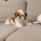 štěňata SHIH TZU