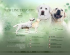 Labrador retriver s PP (smetanová)