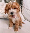 štěňata Cavapoo