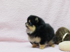Prodám štěňátka německý špic trpasličí (pomeranian)