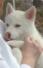 ttka ernobl sibisk husky
