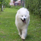 Samojed štěně na prodej