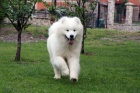 Samojed štěně na prodej