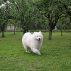 Samojed štěně na prodej