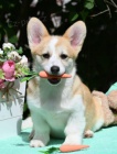 Welsh Corgi Pembroke tata