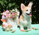 Welsh Corgi Pembroke tata