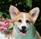 Welsh Corgi Pembroke tata