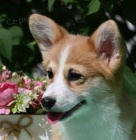 Welsh Corgi Pembroke tata