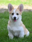 Welsh Corgi Pembroke tata