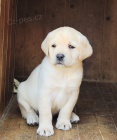 Nabdka tat labradorskho retrievera