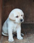 Nabdka tat labradorskho retrievera