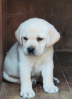 Nabdka tat labradorskho retrievera