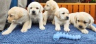 Nabdka tat labradorskho retrievera