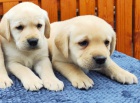 Nabídka štěňat labradorského retrievera