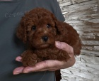 erven toy pudlov