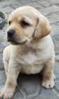 Nabdka tat labradorskho retrievera