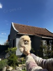 Pomořanský špic štěňata