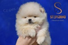 Pomeranian BOO medvídci, Štěňata Pomeranian Spitz