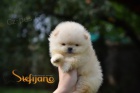 Pomeranian BOO medvdci, tata Pomeranian Spitz
