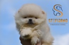 Pomeranian BOO medvdci, tata Pomeranian Spitz