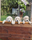 Labradorsk retriever - ttka s PP