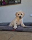 Labradorsk retriever - ttka s PP