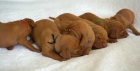 Štěně maďarského ohaře krátkosrstého (MOK/Vizsla) s PP
