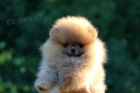 Štěňata Pomeranian BOO, štěňata Pomeranian Spitz