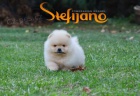 Štěňata Pomeranian BOO, štěňata Pomeranian Spitz