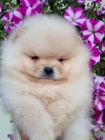 Štěňata Pomeranian BOO, štěňata Pomeranian Spitz