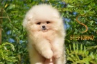 Štěňata Pomeranian BOO, štěňata Pomeranian Spitz