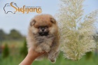 Štěňata Pomeranian BOO, štěňata Pomeranian Spitz