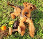 Prodm tata airedale terrier ( erdelterrier )