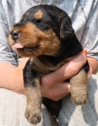Prodm tata airedale terrier ( erdelterrier )