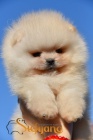 Pomeranian BOO štěňata