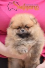 Pomeranian BOO tata