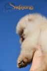 Pomeranian BOO tata