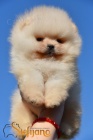 Pomeranian BOO tata
