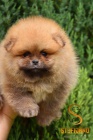 Pomeranian BOO tata