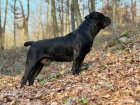 Jihoafrick mastif  tata Boerboela