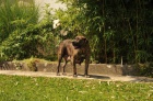 Jihoafrick mastif  tata Boerboela