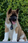 Americk Akita tata