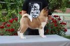 Americk Akita tata