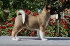 Americk Akita tata