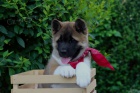 Americk Akita tata