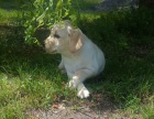 Nabdka tnte labradorskho retrievera