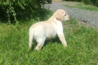 Nabdka tnte labradorskho retrievera