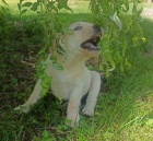 Nabdka tnte labradorskho retrievera